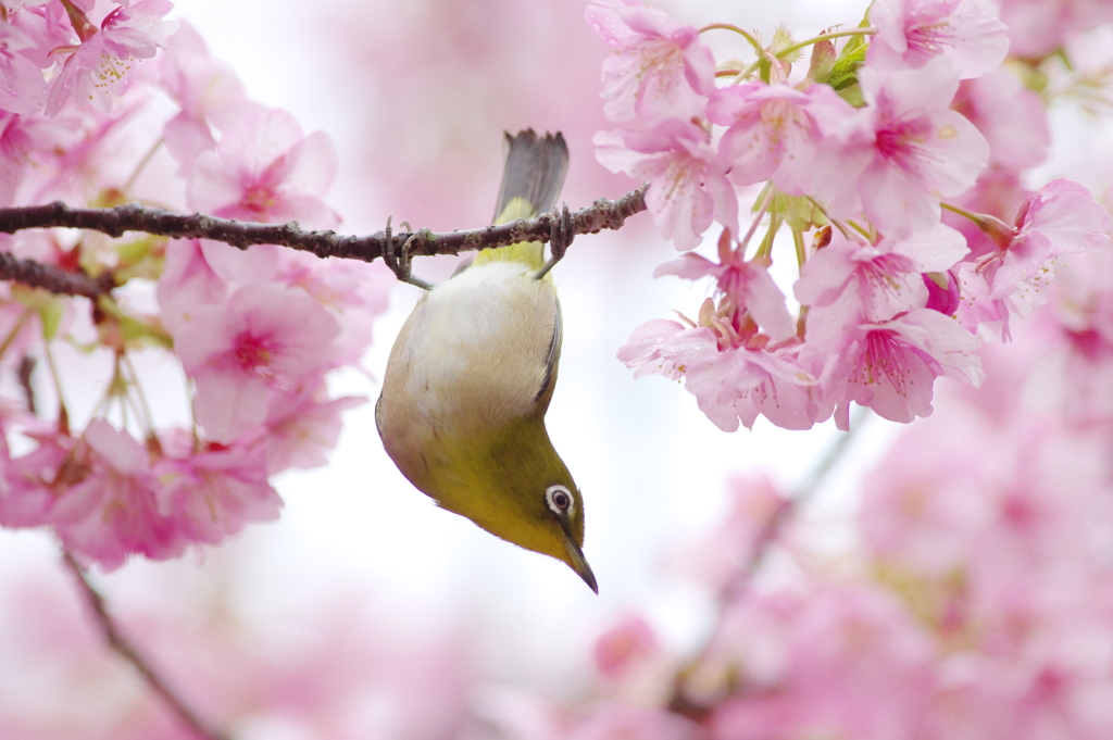 桜の木のラプソディー(4)