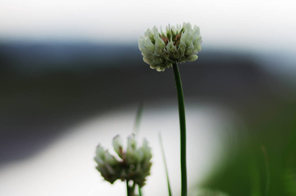 春光を集めて(2)