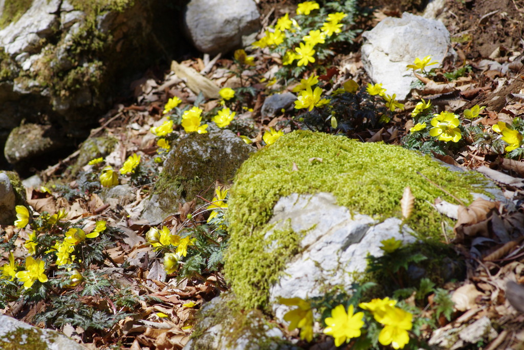 仰烏帽子山登山 春を告げる花(1)