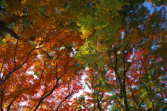 いつかの秋の風(4)