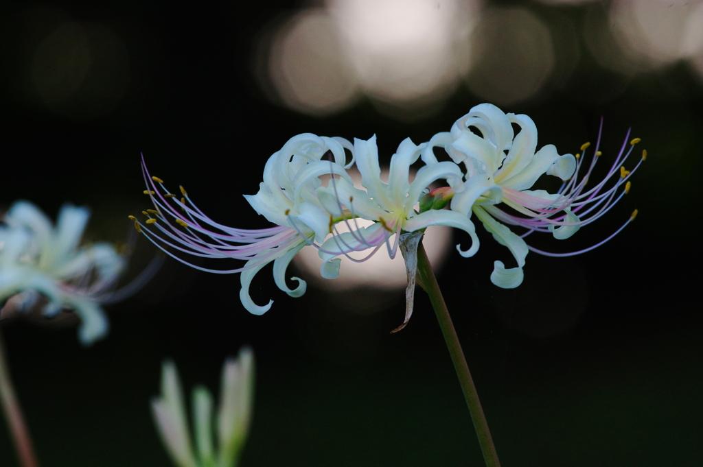 狐花(2)