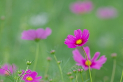 さもない花(2)
