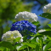 夏ぼうけ(1)
