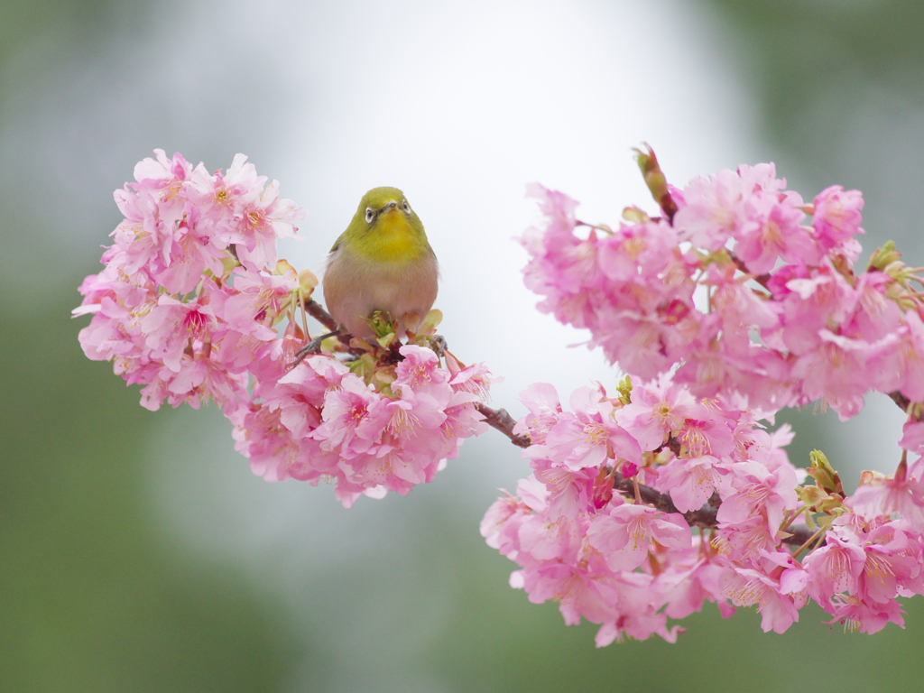 春の歌をきいて(7)