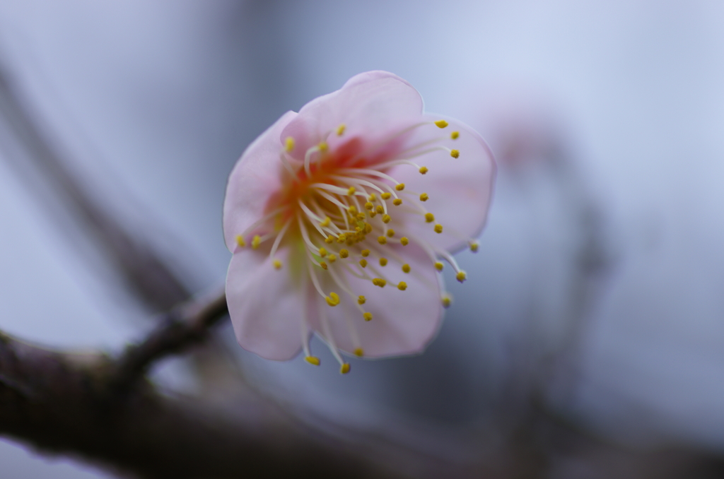 早梅(1)