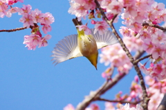 桜の木のラプソディー(3)