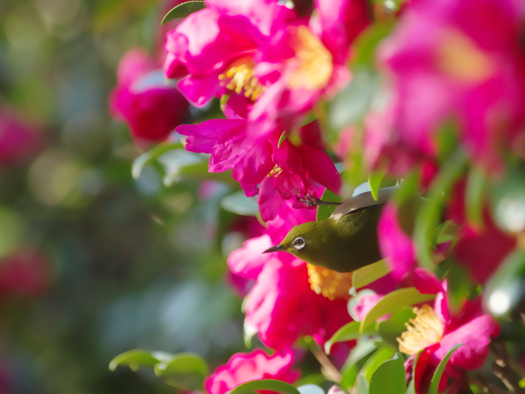 冬越えの花(6)