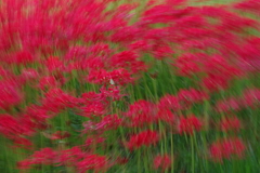 残暑めまい(3)