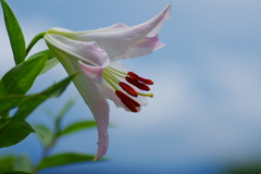 梅雨明け間近(1)