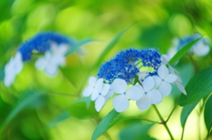 飽和する初夏(6)