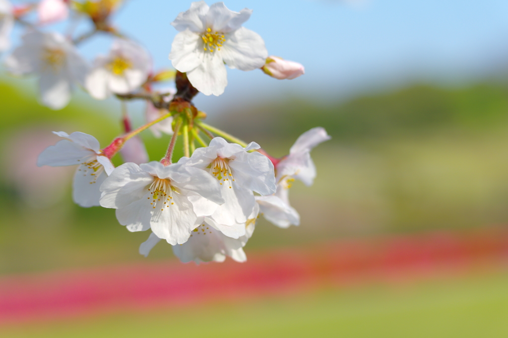 花風(1)