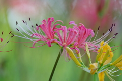 リコリス リコリス