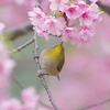 春雨の吐息(3)