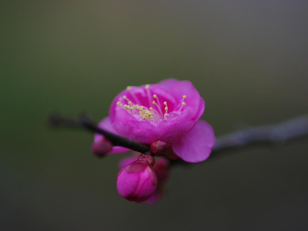 梅探し(2)