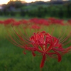 小さな花火(2)
