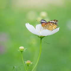 秋花の小道(1)