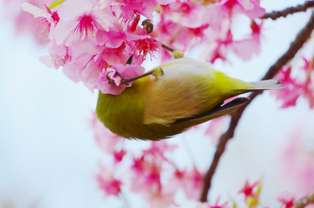 桜夢中(4)