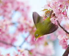 桜の木のラプソディー(1)