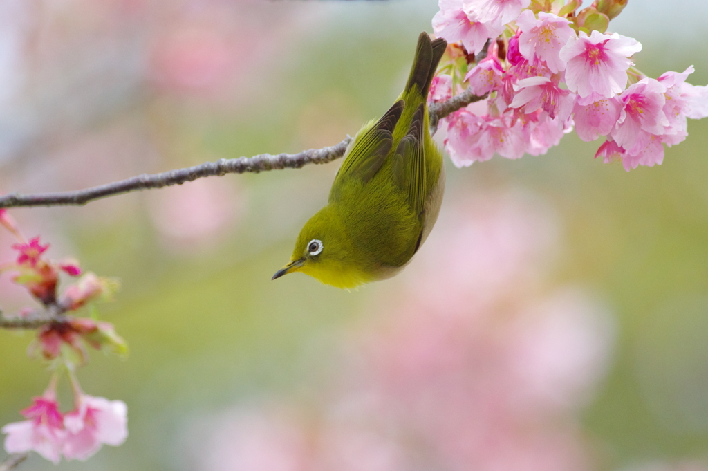 風光り花香り(2)