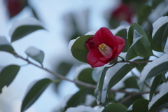 春仄か(3)