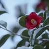 春仄か(3)