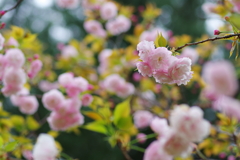 別天地の風(3)
