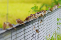 れんれんすずめ(2)