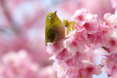 「春よ、来い」(2)