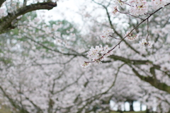 花分の花(6)