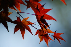 憂秋の美(8)