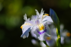 花風(6)