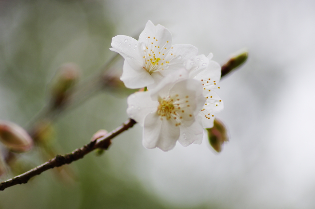 花曇り(2)