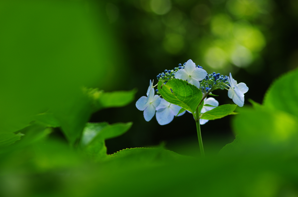 水無月の花細工(2)