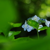 水無月の花細工(2)