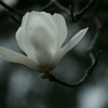 白炎(5)