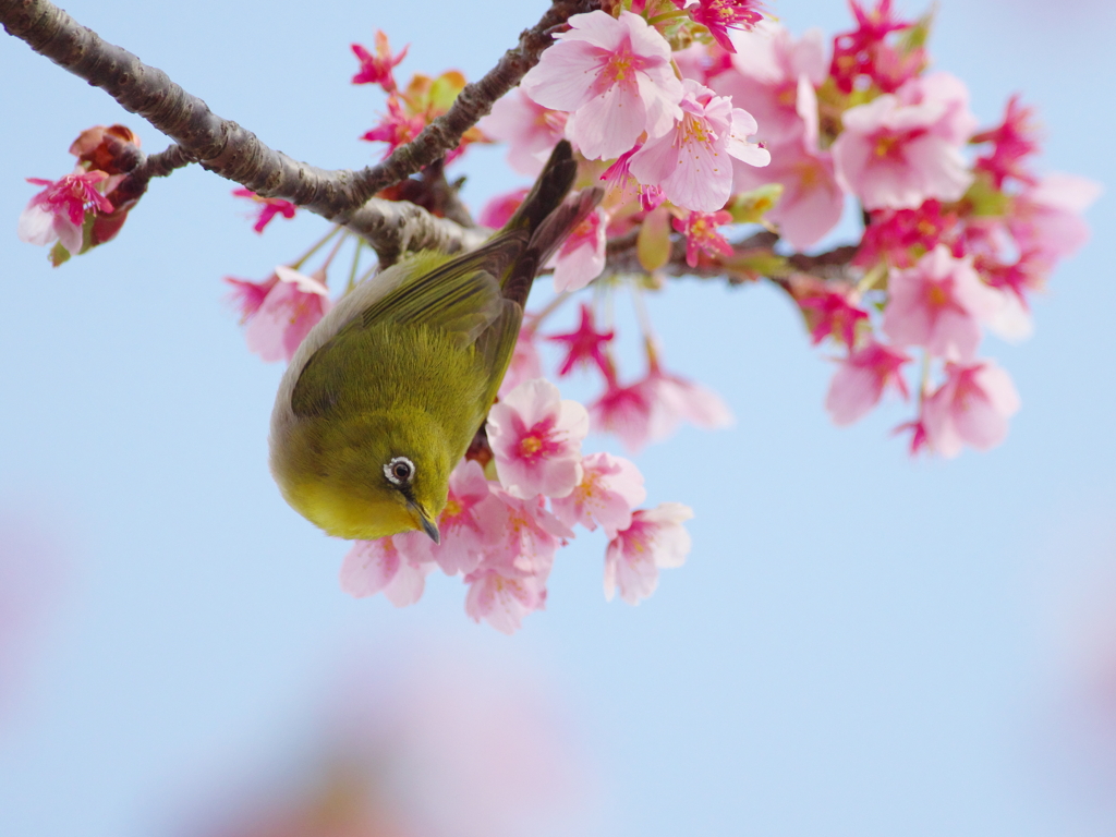 風光り花香り(10)