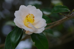 冬椿(2)