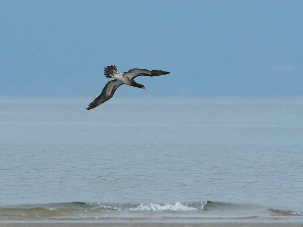 海鳥事情(1)