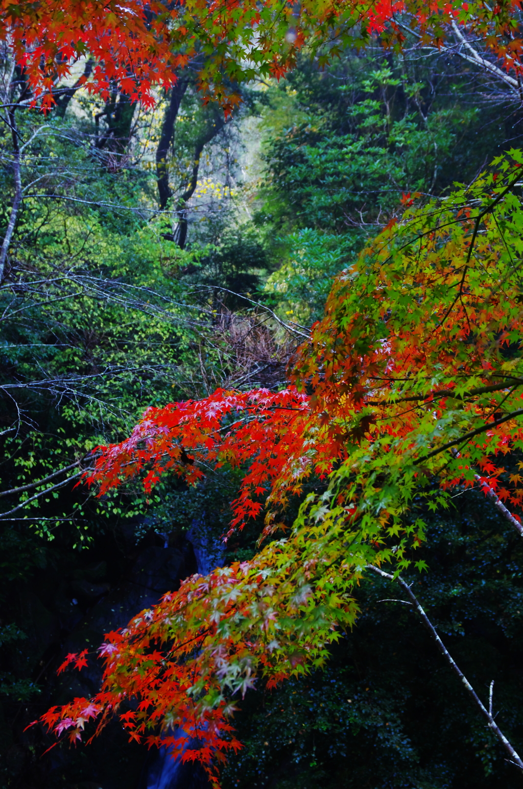 深山の秋(2)
