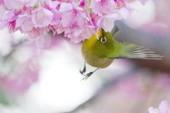 桜夢中(3)