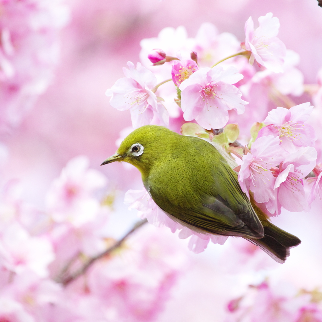 「春よ、来い」(3)