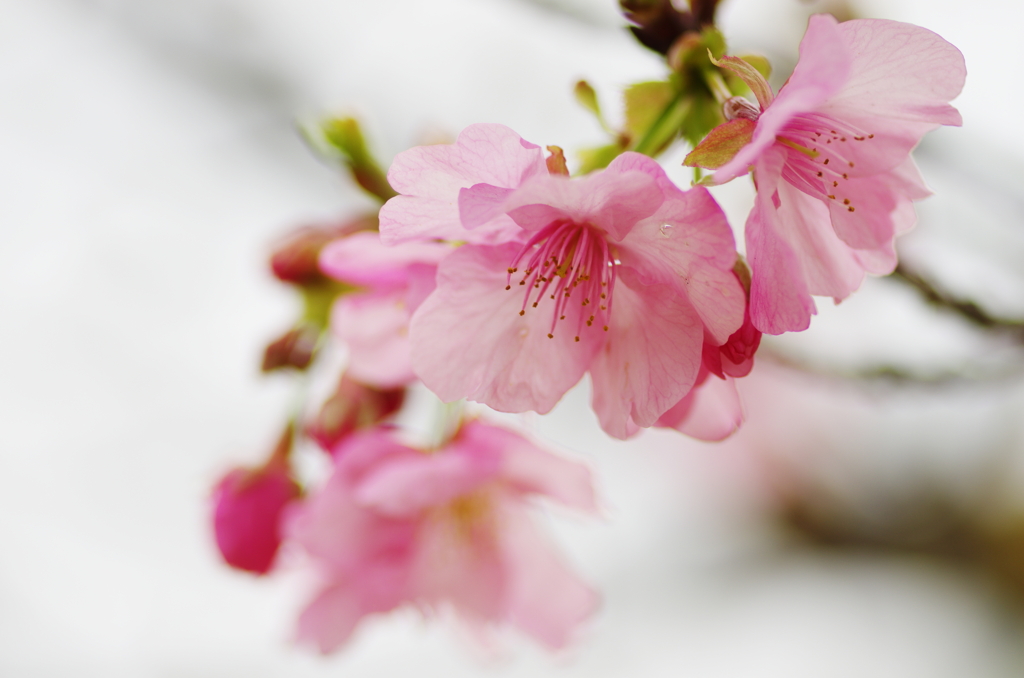 「開花宣言します」