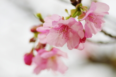 「開花宣言します」