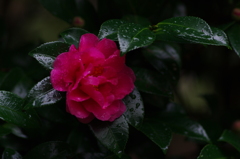 花時雨(6)