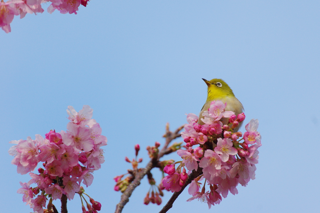 花酔（はなすい）(8)