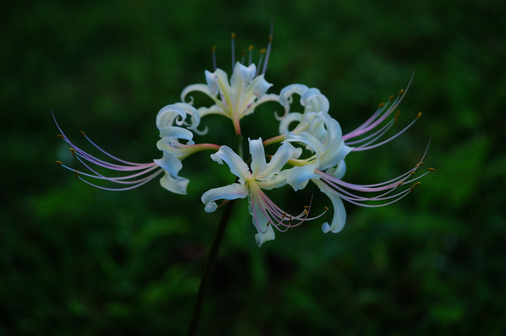 狐花(1)