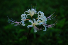 狐花(1)