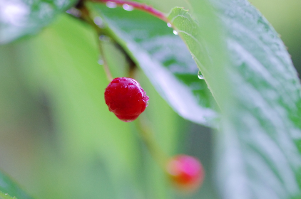 皐月雨(2)