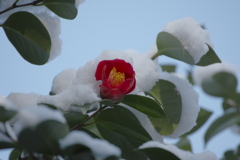 春仄か(8)
