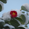春仄か(8)